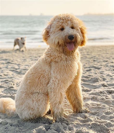 California doodle rescue - UP FOR ADOPTION! YOGI! ️ If you’re looking for a total goober, then look no further than me! I’m Yogi! Im a 9 month blue merle labradoodle and 70lbs....